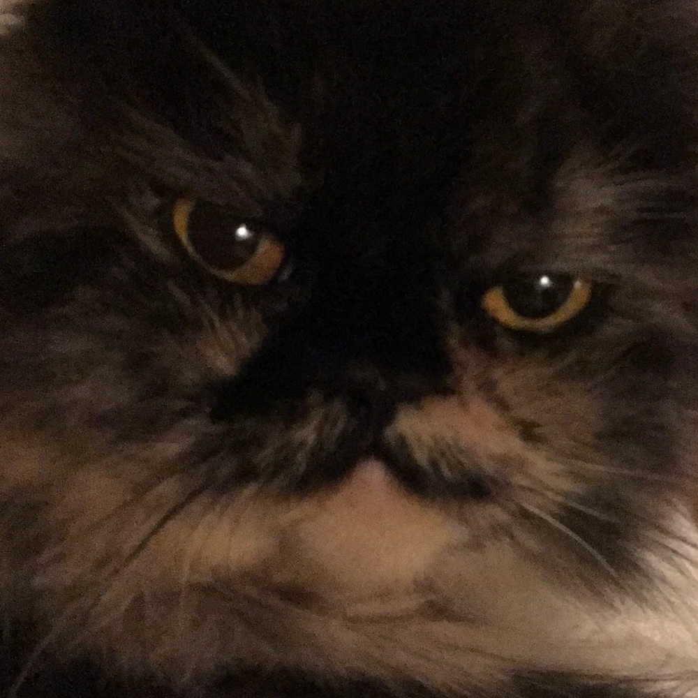 Meet your Posher, Tiffany